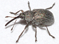 Exapion ulicis